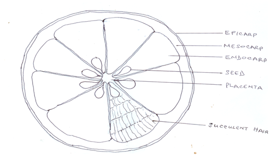 Orange Diagram
